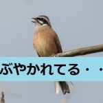 Twitterでアダルトアフィリエイト【シャドーバンの可能性もある?】